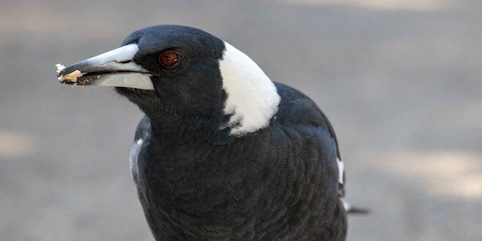 Magpie
