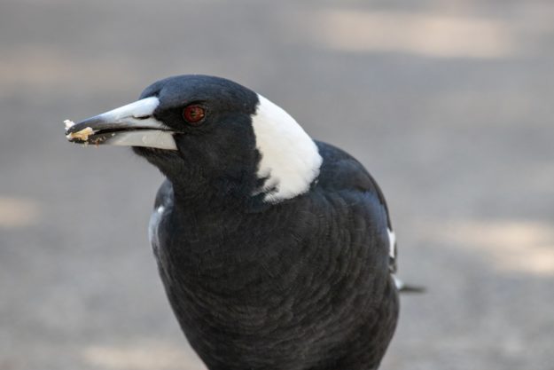 Magpie