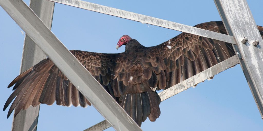 turkey-vulture