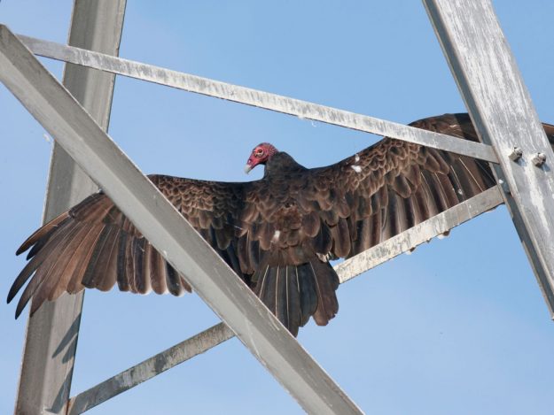 turkey-vulture