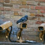 Bird Proofing for Car Parks and Commercial Structures