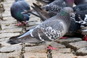 Bird and Pigeon Problems - Tell Us About Your Problems